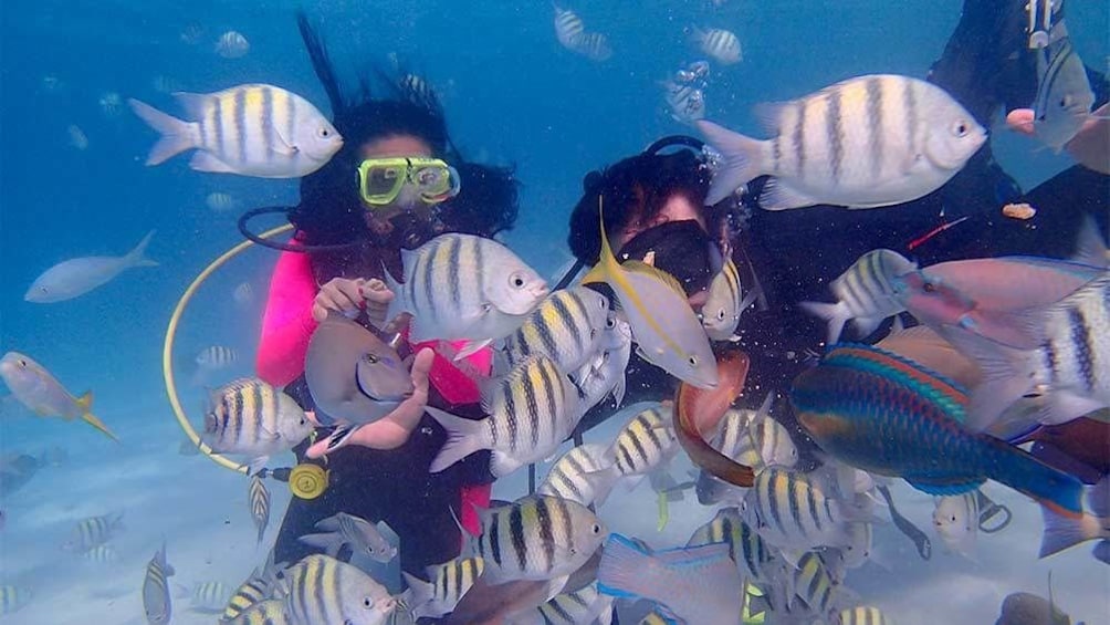 Show item 2 of 5. Close up view of guests scuba diving next to tropical fish in St. Thomas & St. John, US Virgin Islands