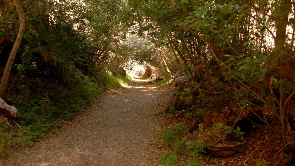 A forest pathway with arching trees