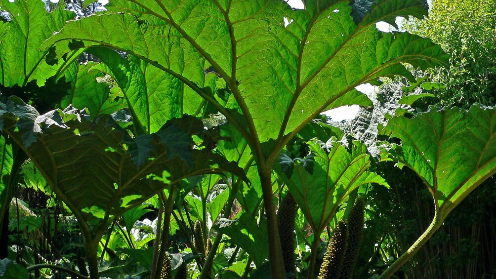 Giant green leaves in Bella Vista hill