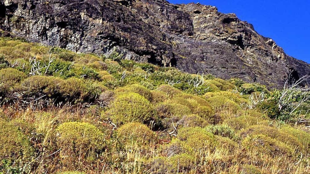 shrubs growing on the side of a mountain in Argentina