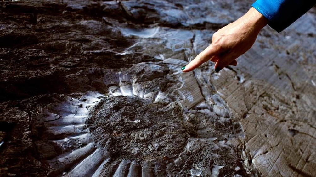 looking at old fossils in Argentina