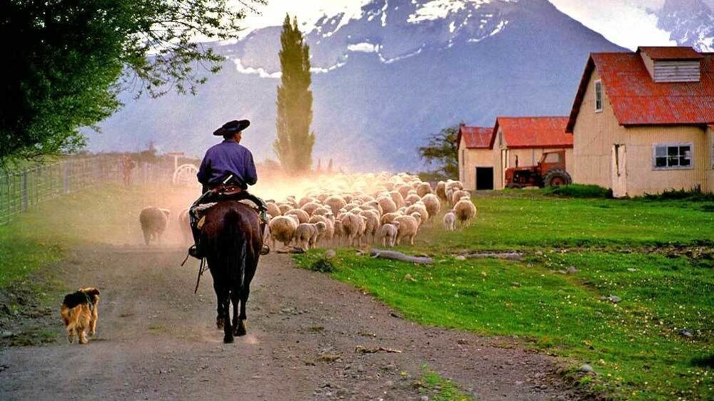 rancher herding sheep in Argentina 