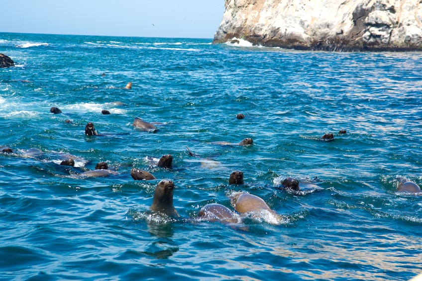 Palomino Islands, Swim With Sea Lions In The Pacific Ocean