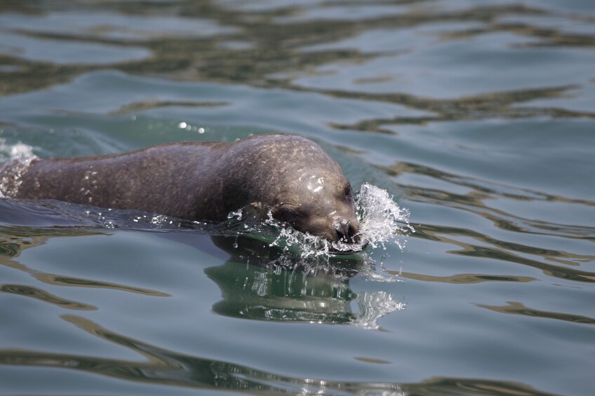 Palomino Islands, Swim With Sea Lions In The Pacific Ocean