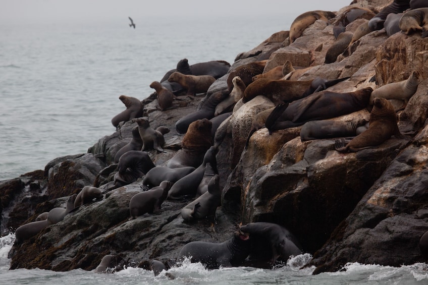 Palomino Islands, Swim With Sea Lions In The Pacific Ocean