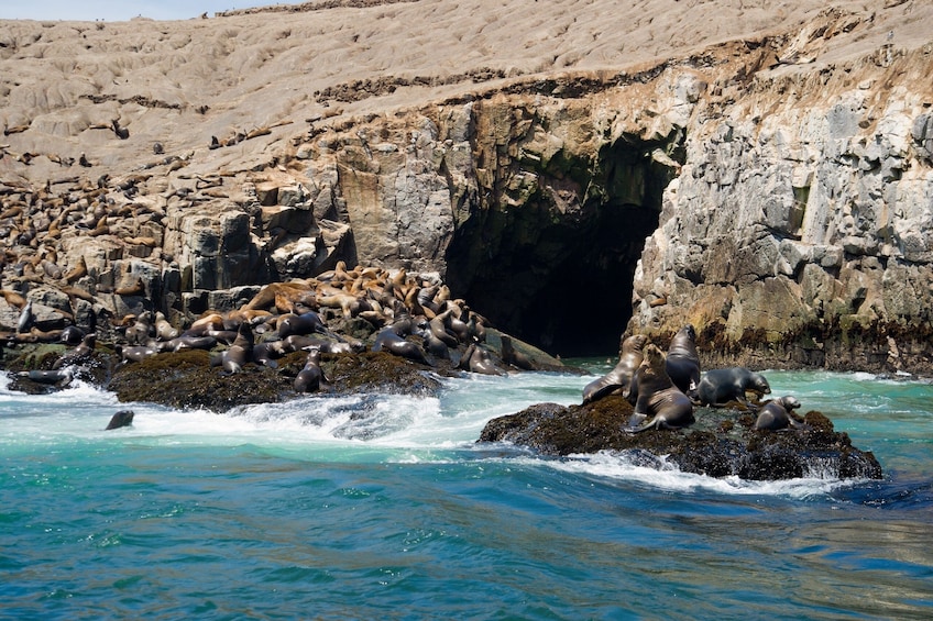 Palomino Islands, Swim With Sea Lions In The Pacific Ocean