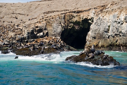 Palomino Islands,  swim with sea lions  in the Pacific Ocean