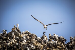 Ballestas Islands Half-Day Tour