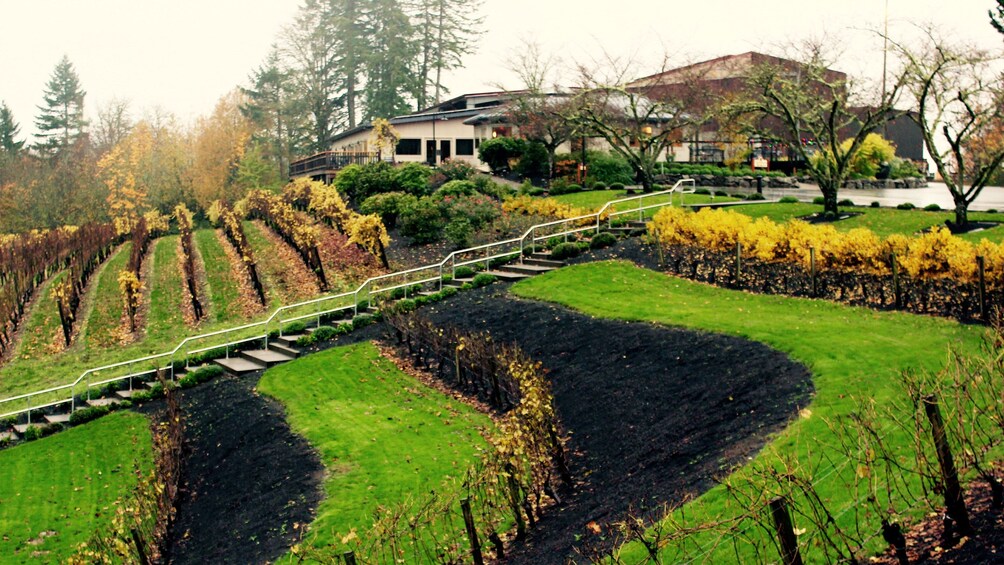 Show item 3 of 10. Vineyard and winery in Portland