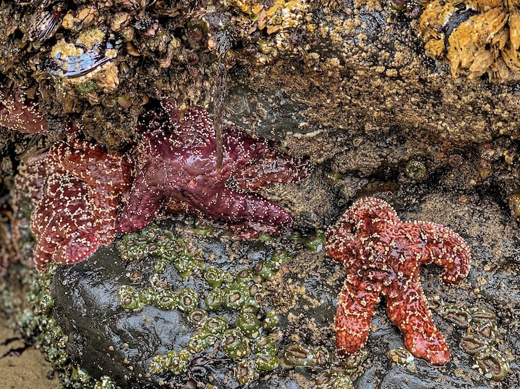 Full-Day Northern Oregon Coast Tour