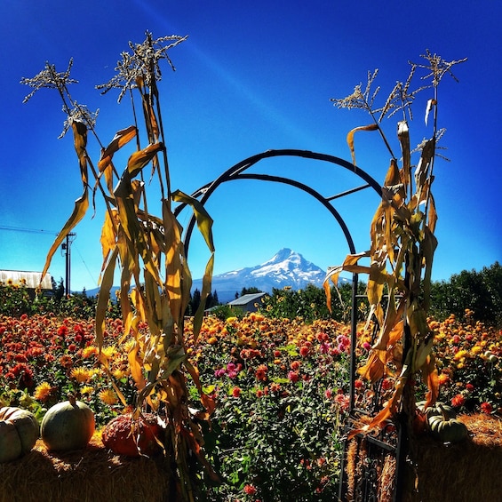 Full-Day Mount Hood & Multnomah Falls Tour