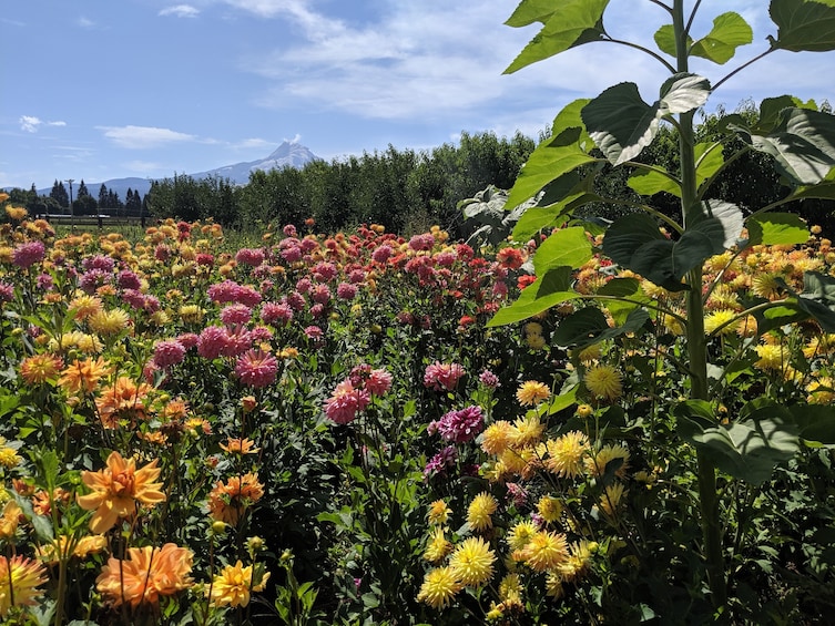 Full-Day Columbia Gorge Waterfalls Tour with Wine Tasting