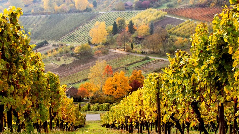 Vineyard in rural Frankfurt