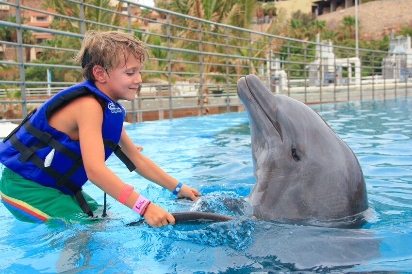 San Jose Dolphin Experience with Belly Ride