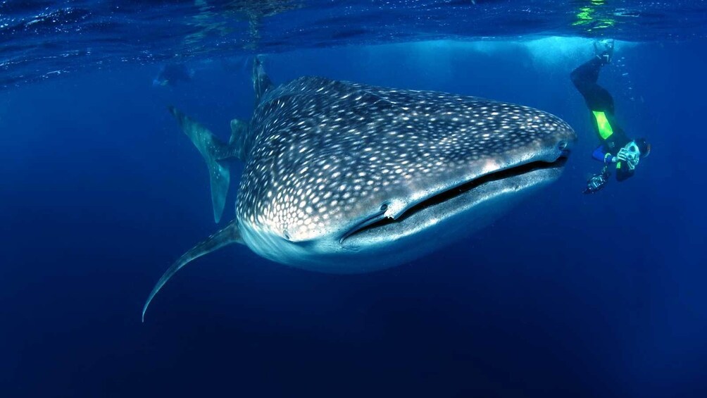 photographing a whale shark underwater in Los Cabos