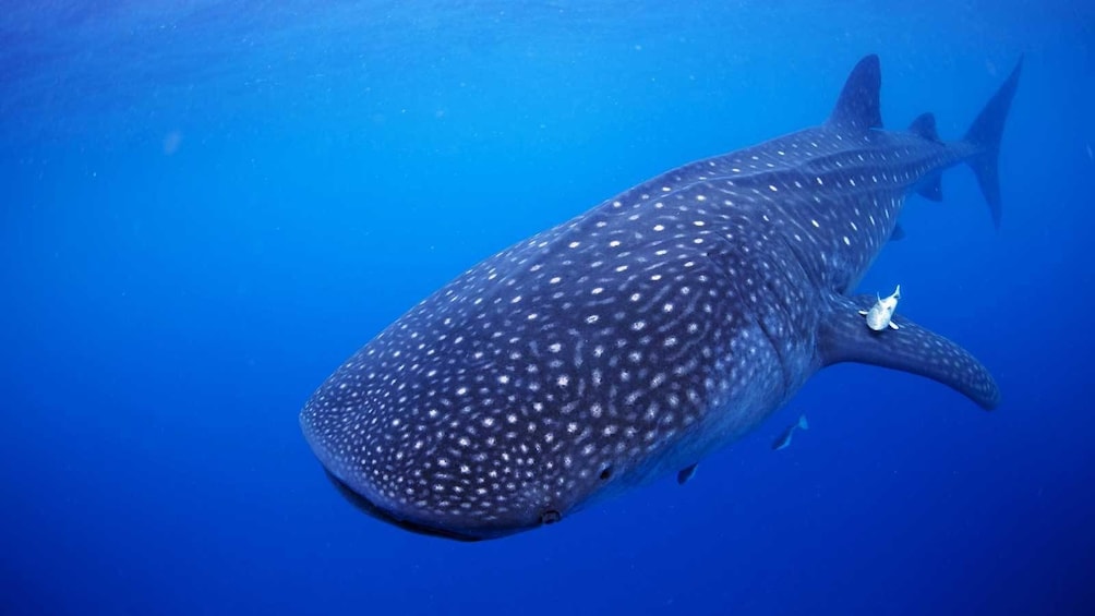 whale shark in the ocean in Los Cabos