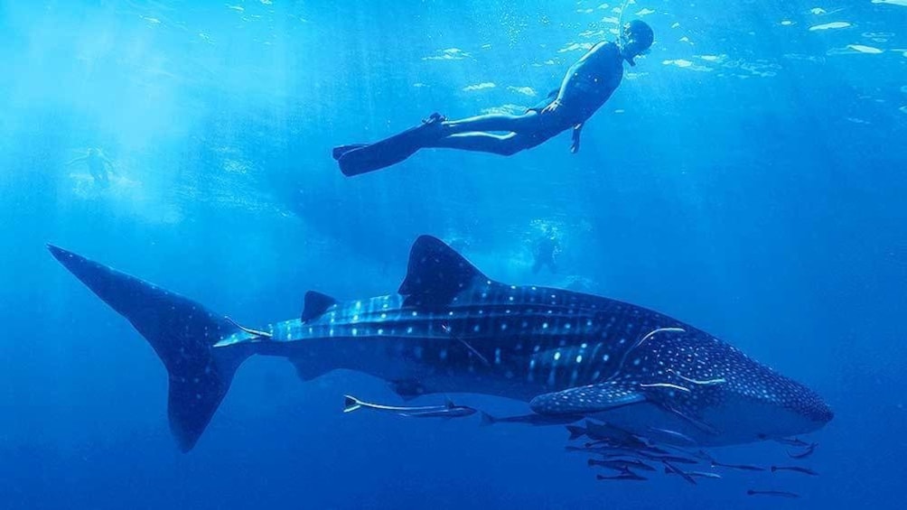 snorkeling above a whale shark in Los Cabos