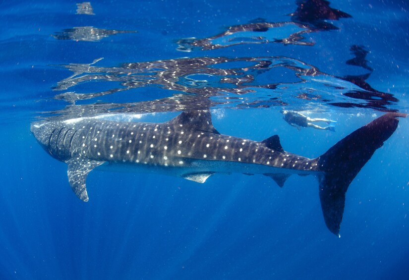 Whale Shark Encounter with Baja-Style Lunch