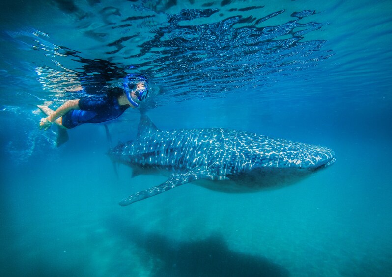 Whale Shark Encounter with Baja-Style Lunch