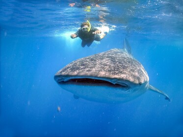 Rencontre avec les requins-baleines et déjeuner typique de Basse-Californie