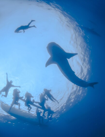 Whale Shark Encounter with Baja-Style Lunch