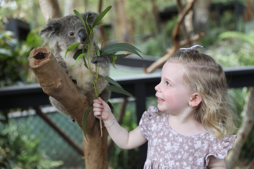 Australian Reptile Park Admission Tickets