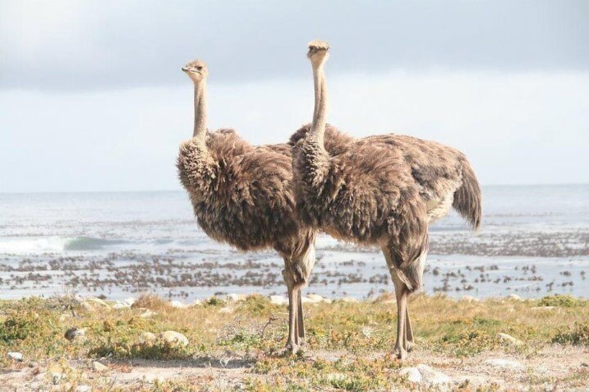 Cape Peninsula Day Tour - Fur Seals, Penguins and the Cape of Good Hope!