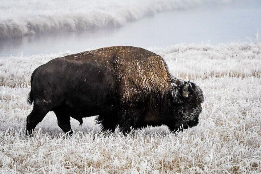 Winter Yellowstone