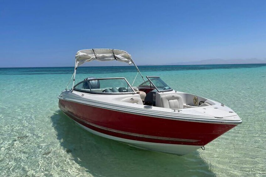 Private 4 hour swim with dolphins speed boat tour