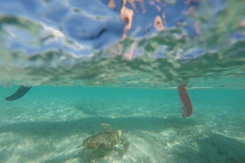 SUP Provo Paddling Eco Tours in the Turks and Caicos Islands, guaranteed to paddle alongside dozens of sea turtles & learn all about them. Suited for beginners