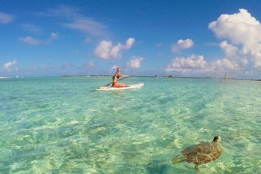 Connecting You With Nature! SUP Provo Paddling Eco Tours through the National Marine Park Turks and Caicos Islands