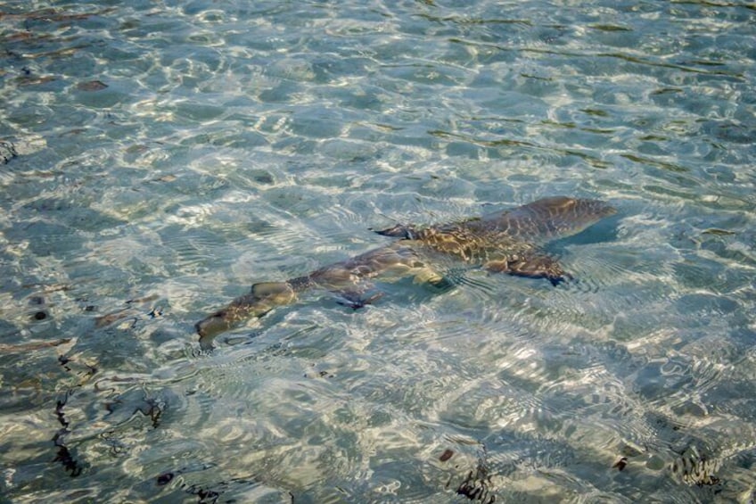 SUP Provo Paddling Eco Tours in the Turks and Caicos Islands, guaranteed to see baby lemon sharks and learn all about them.