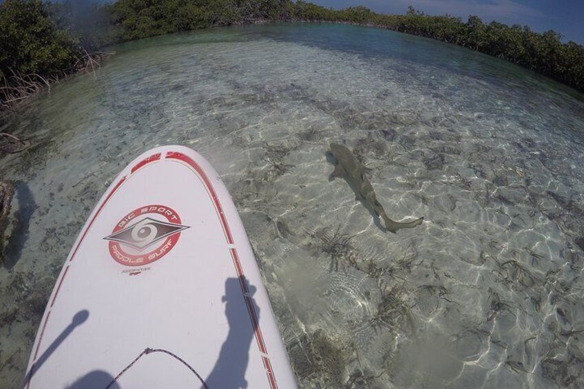 SUP Provo Paddling Eco Tours in the Turks and Caicos Islands, guaranteed to see baby lemon sharks and learn all about them.