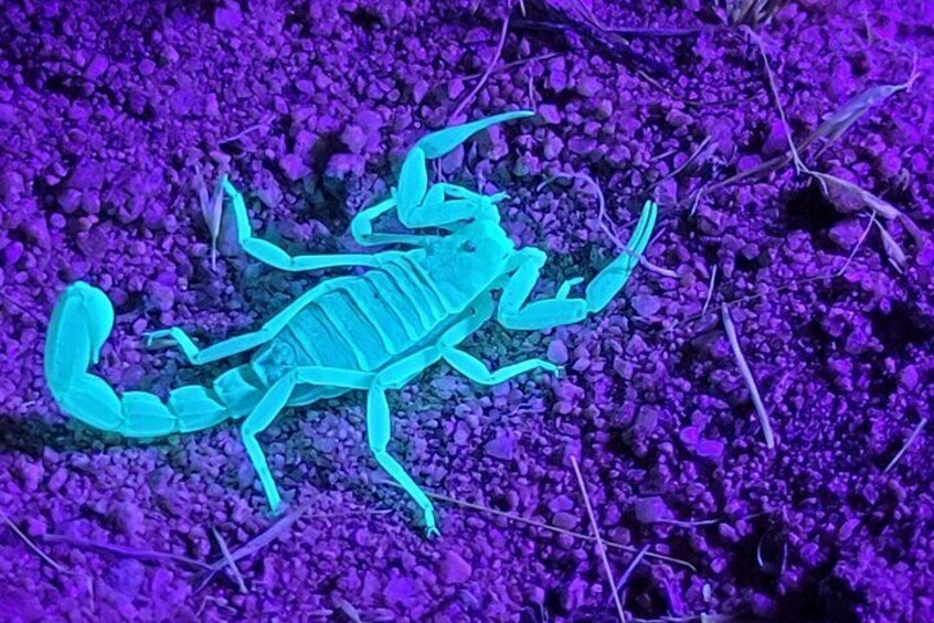 Giant Hairy Scorpion under blacklight