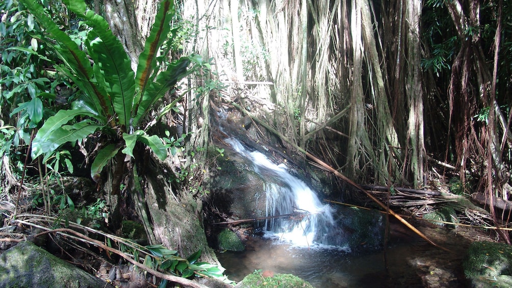 Hike through the rainforest hills above Waikiki and experience freshwater streams and waterfalls along the route