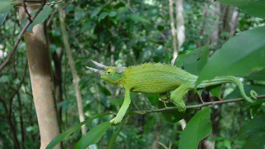 Encounter chameleons and other wildlife during the waterfall hike through Oahu's tropical forests