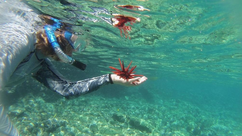 Snorkeler looking at sea urchin at Big Island