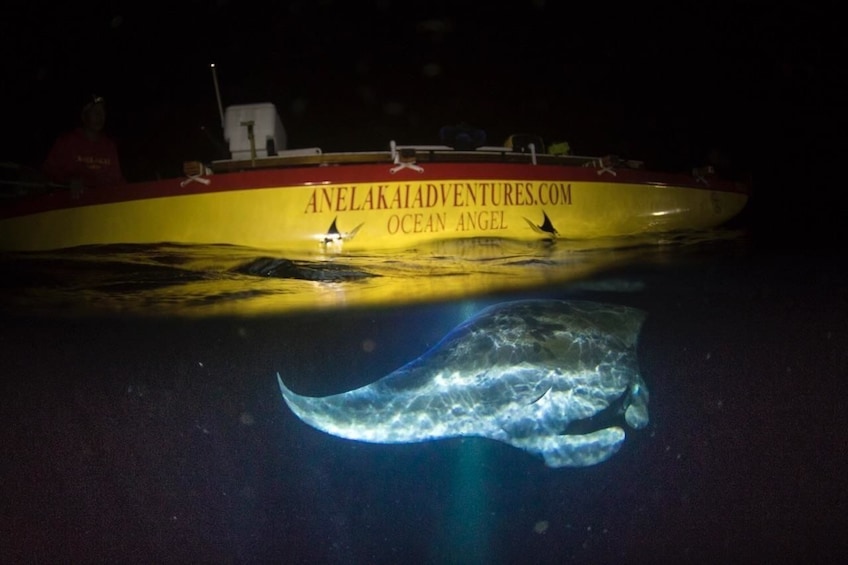 Manta Ray Night Excursion in Outrigger Canoe 