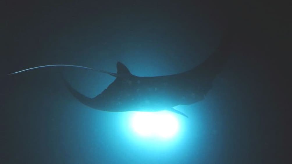 A manta ray silhouetted by light in Hawaii