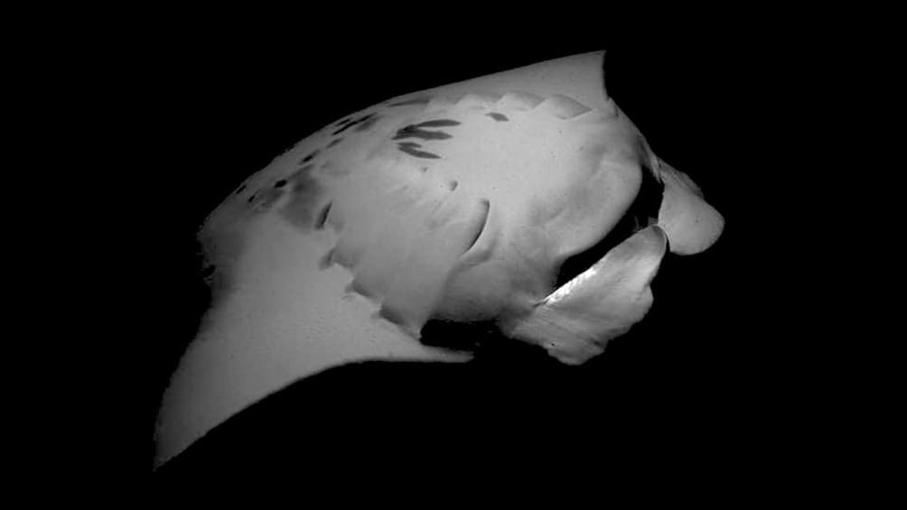A manta ray in hawaii at night