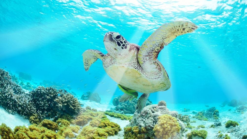 Shine shining through water on to sea turtle underwater in Maui 