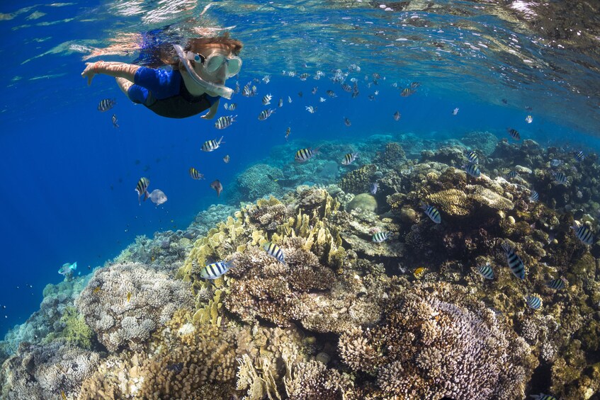 Deluxe Snorkel BBQ & Dolphin Watch