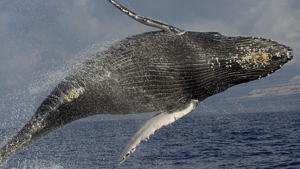 Whale in the air from doing a side jump out of the water near Hawaii 