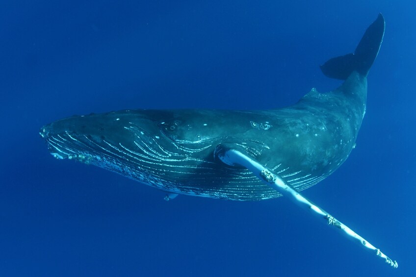 Afternoon Whale Watching Cruise