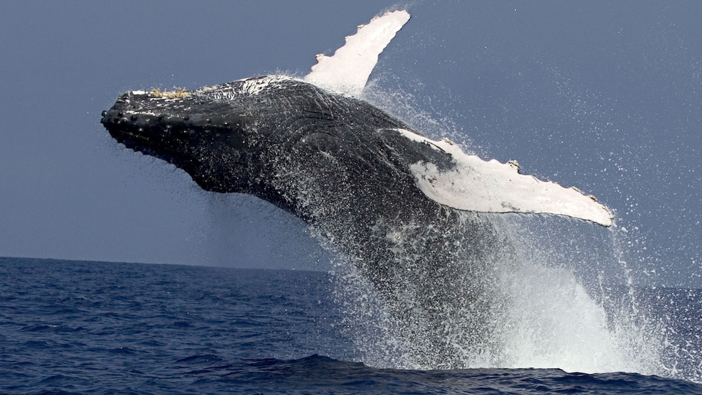 Whale getting some air in the back flip into the water in the pacific ocean near Hawaii 