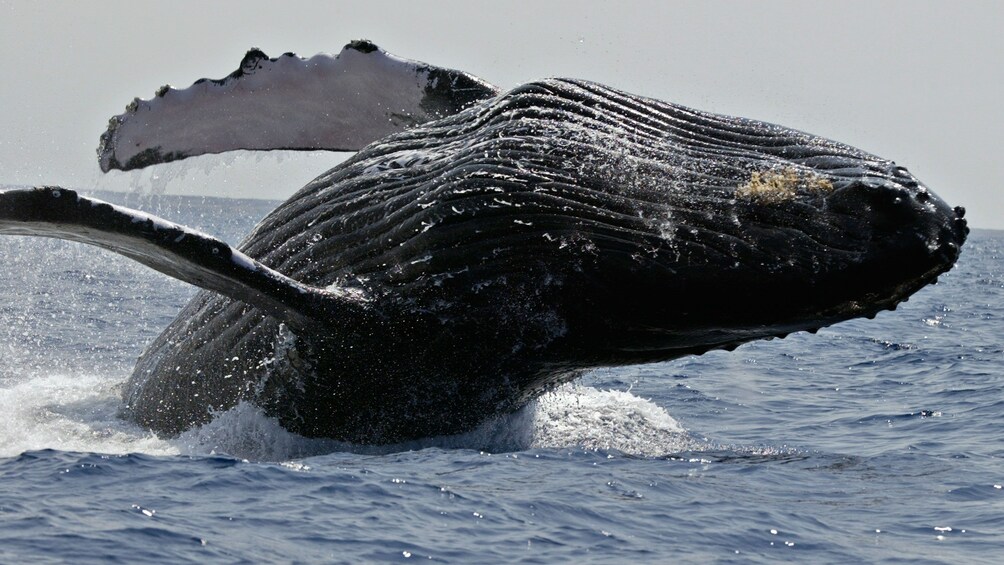 Whale doing a back dive into the pacific ocean near hawaii