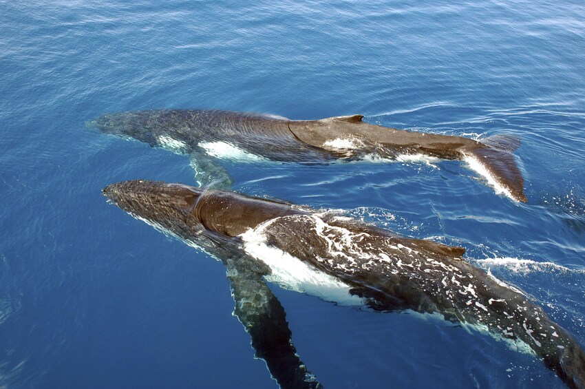 Afternoon Whale Watching Cruise