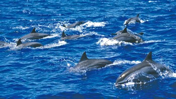 Maui Dolphin Watching Tour