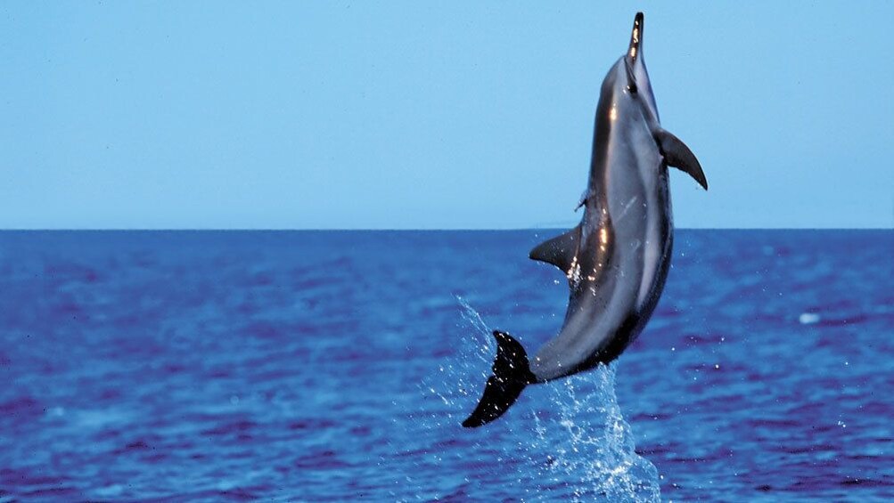 Show item 5 of 8. Whale jumping out of the water on Lanai Snorkel Dolphin Sighting in Maui