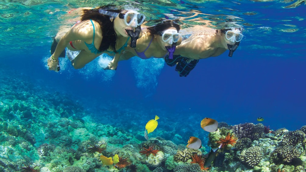 Show item 5 of 8. People on a snorkeling adventure in the Pacific Ocean near Maui